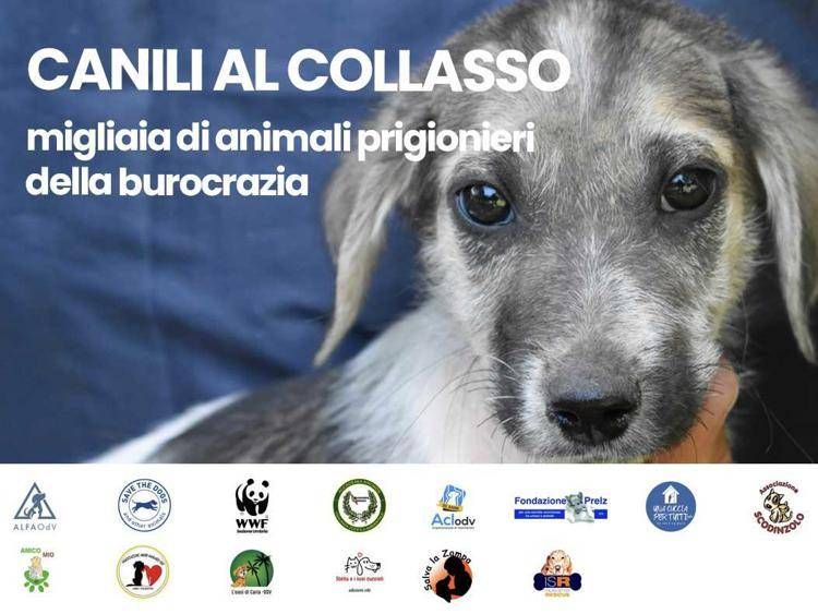 Animali: Alfa Odv, 'canili al collasso e adozioni bloccate da assurda burocrazia'