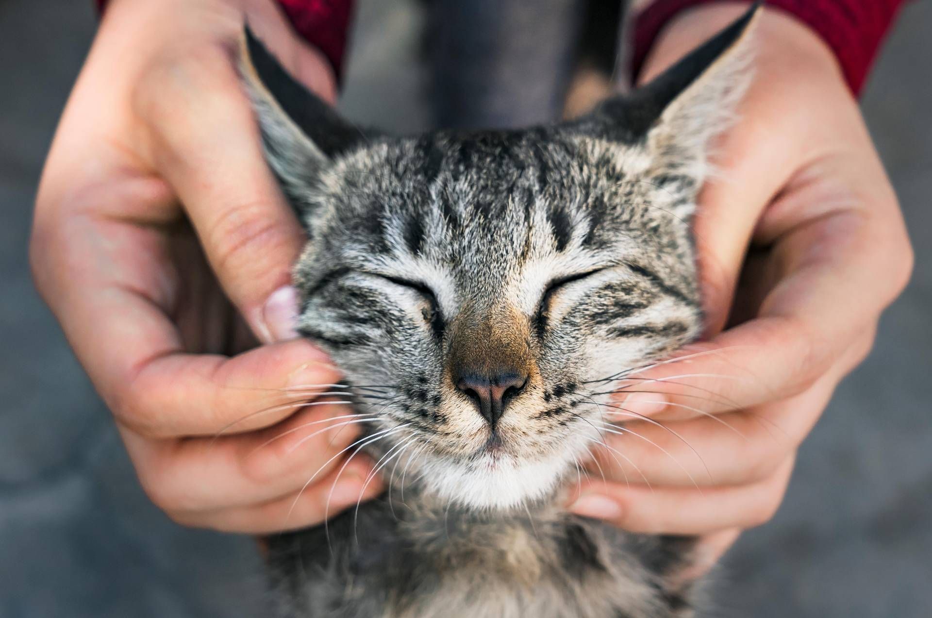 Festa del Gatto: la passione per i felini unisce politici, cantanti e chef