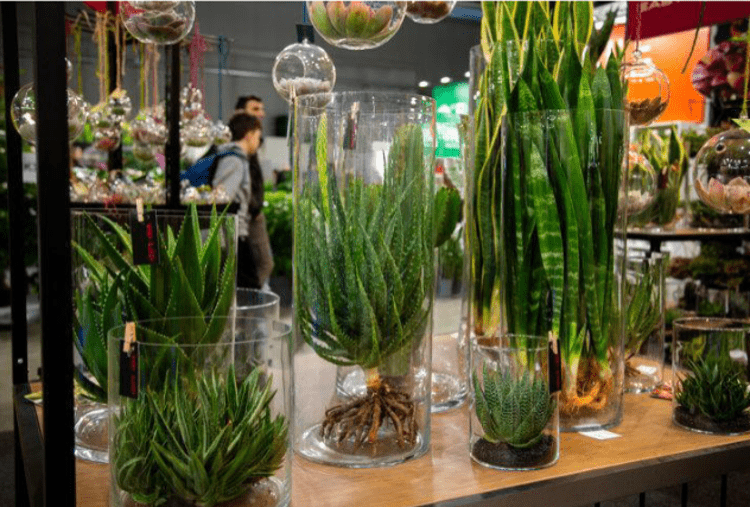 Myplant & Garden, edizione 2025 da record: focus su mercati e dossier comparto verde