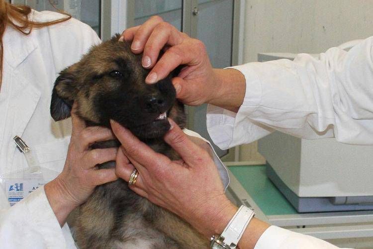 A Roma nascerà il primo ospedale veterinario pubblico d'Italia