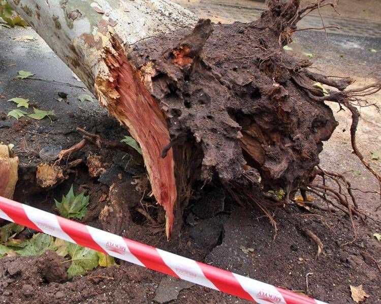 Albero caduto a Roma, immagine di repertorio (Fotogramma/Ipa)