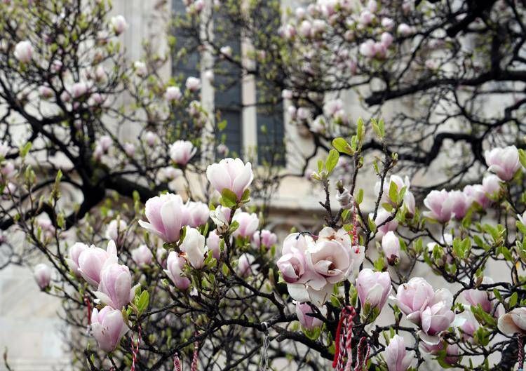 Alberi in fiore a Milano - Ipa