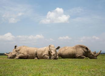 Creati i primi 2 embrioni per salvare il rinoceronte bianco del Nord dall'estinzione