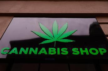 Manovra, stop alla norma sulla cannabis light