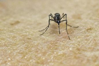Zanzare, si estende allarme in Usa per virus che colpisce cervello