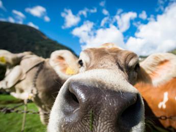 In Val di Pejo anche le mucche hanno la loro Miss